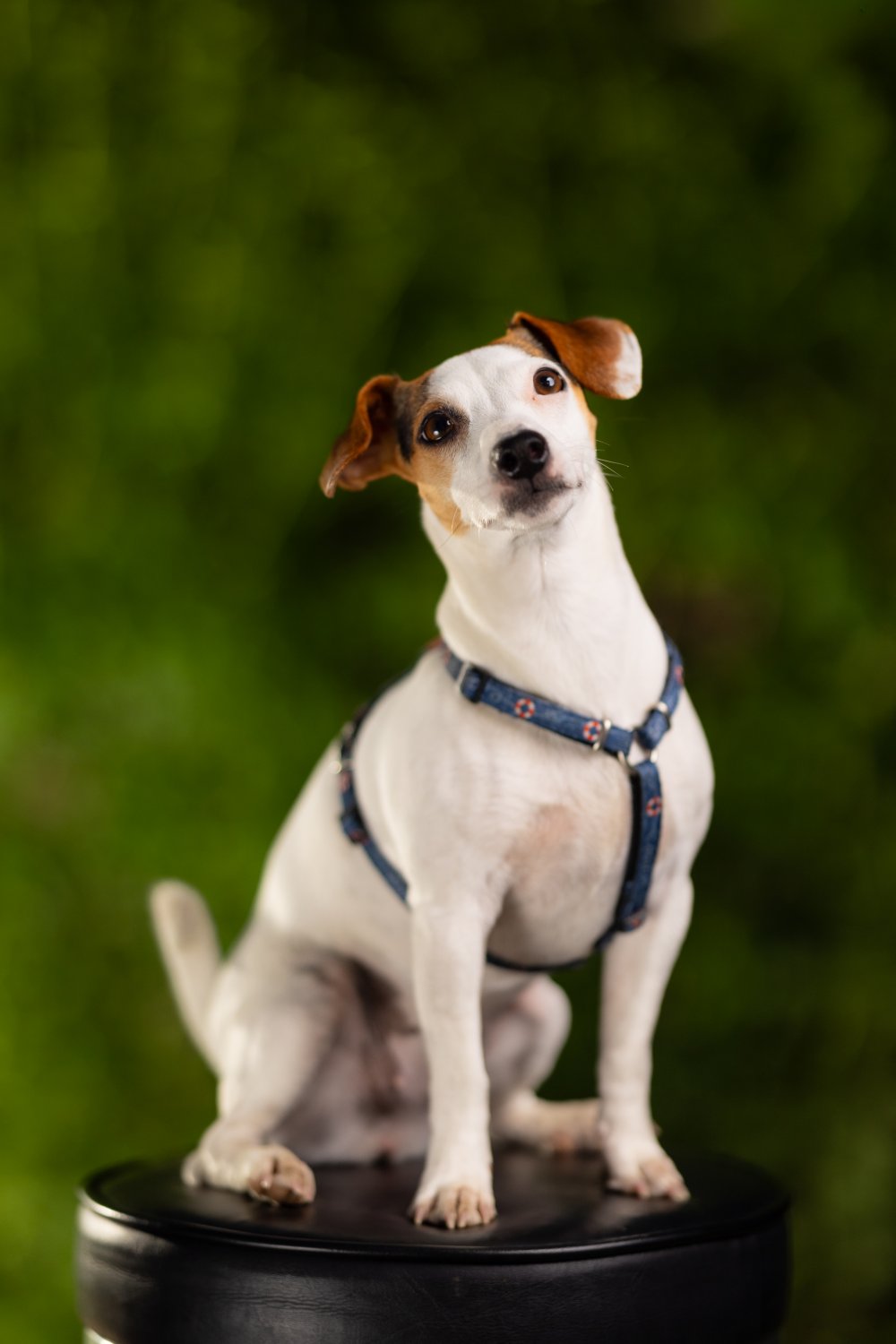 Jack Russell Emma